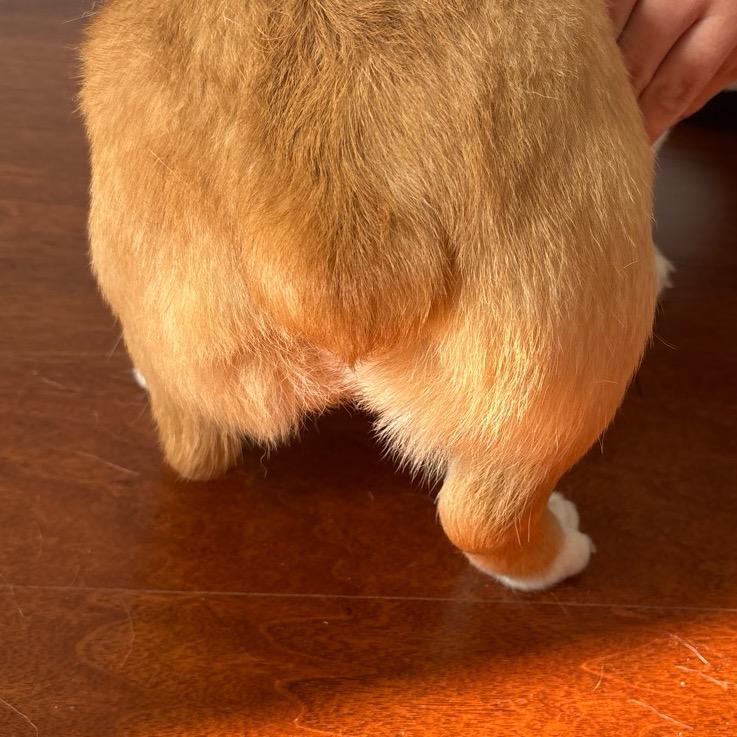 饭兜子