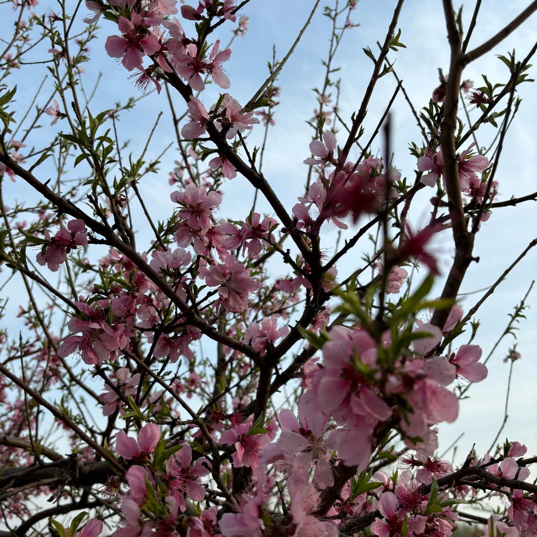 小悠悠