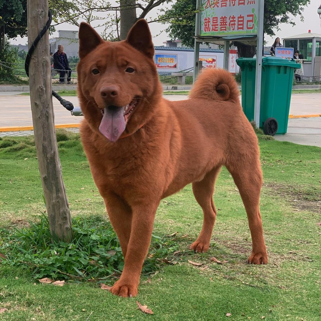 阿杰宠物