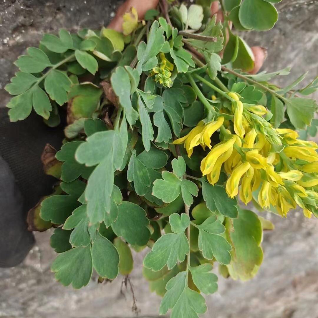 山人百草