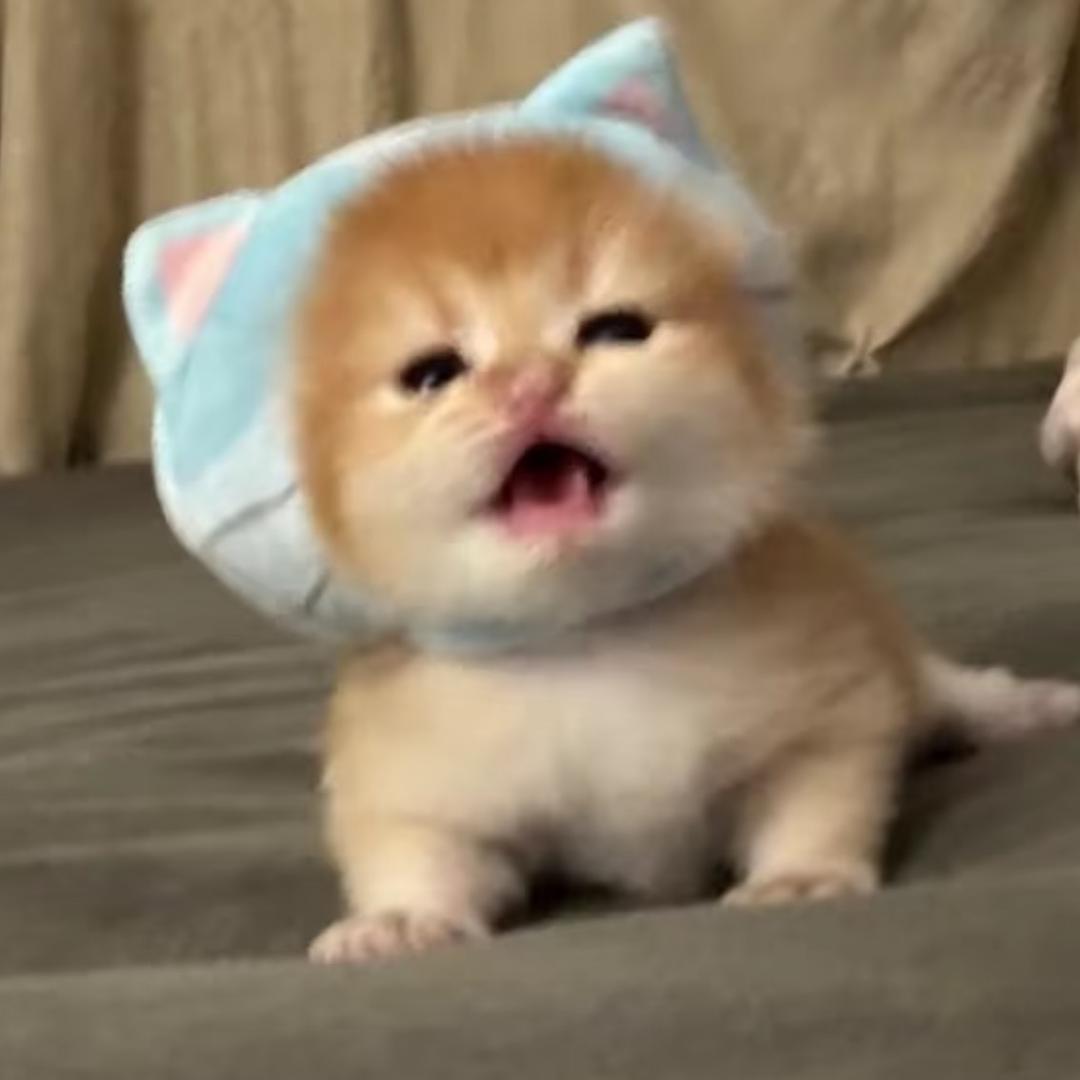 伤心小年糕.