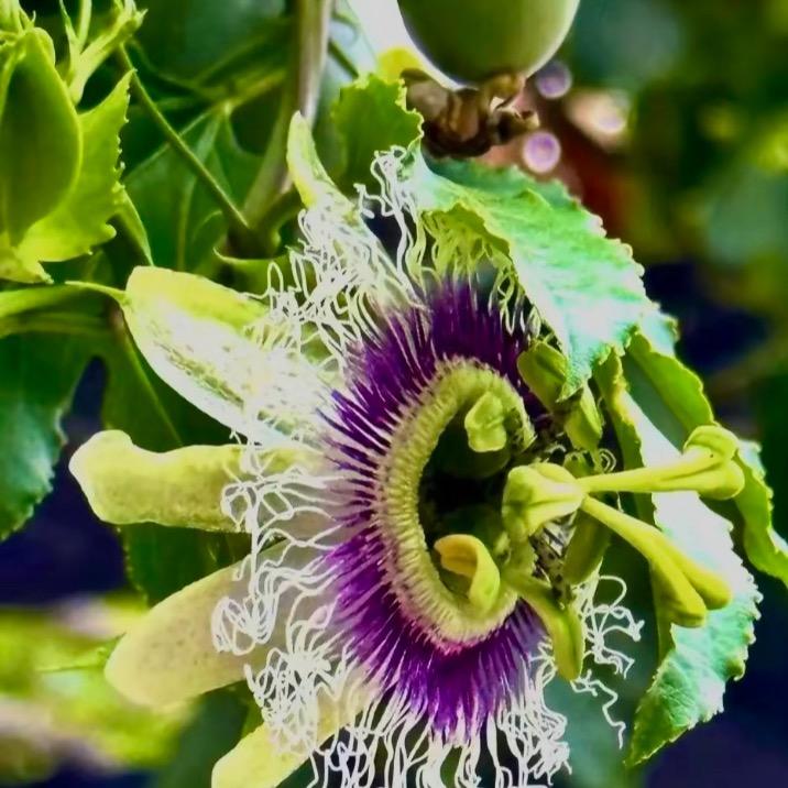 花财