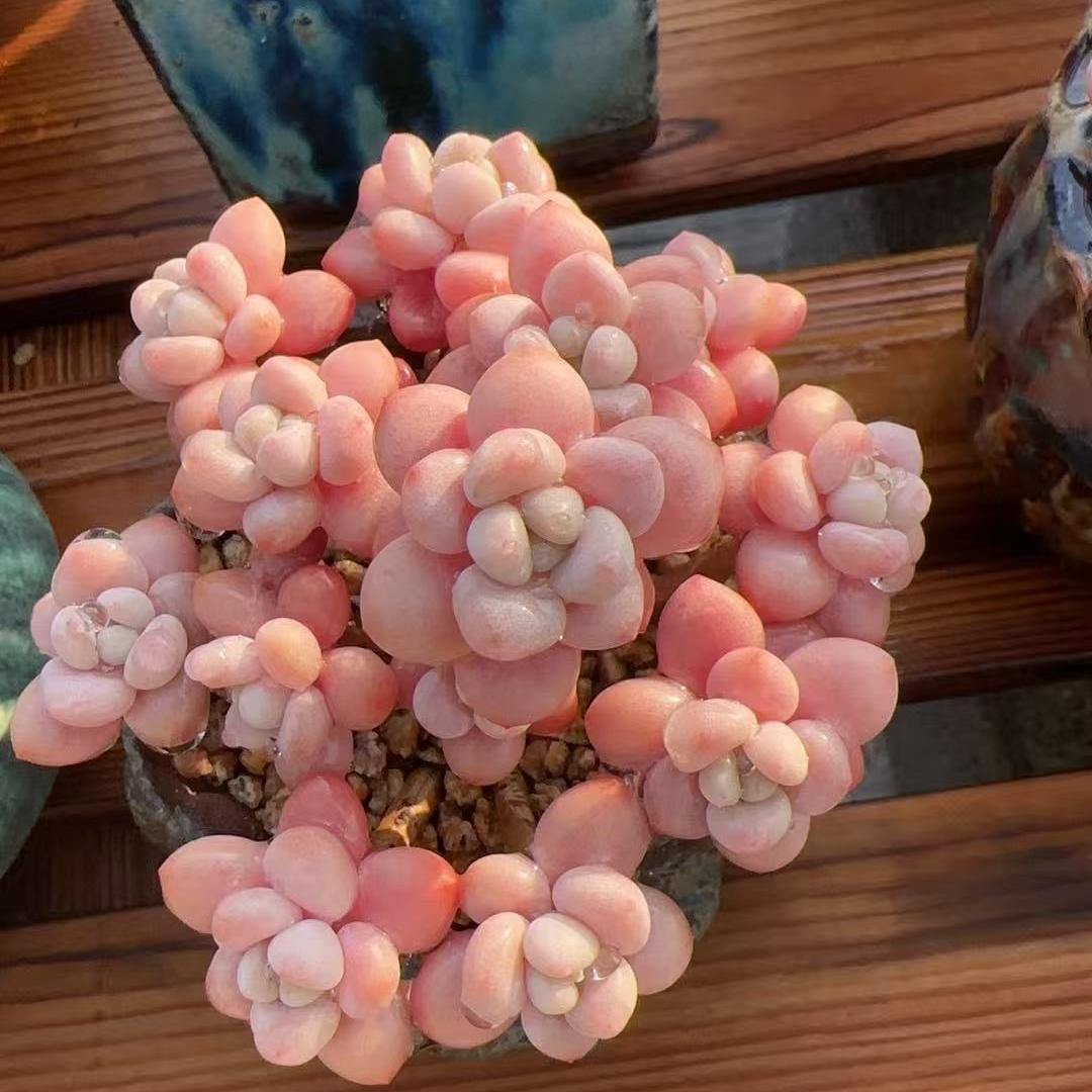 大东北多肉园艺坊