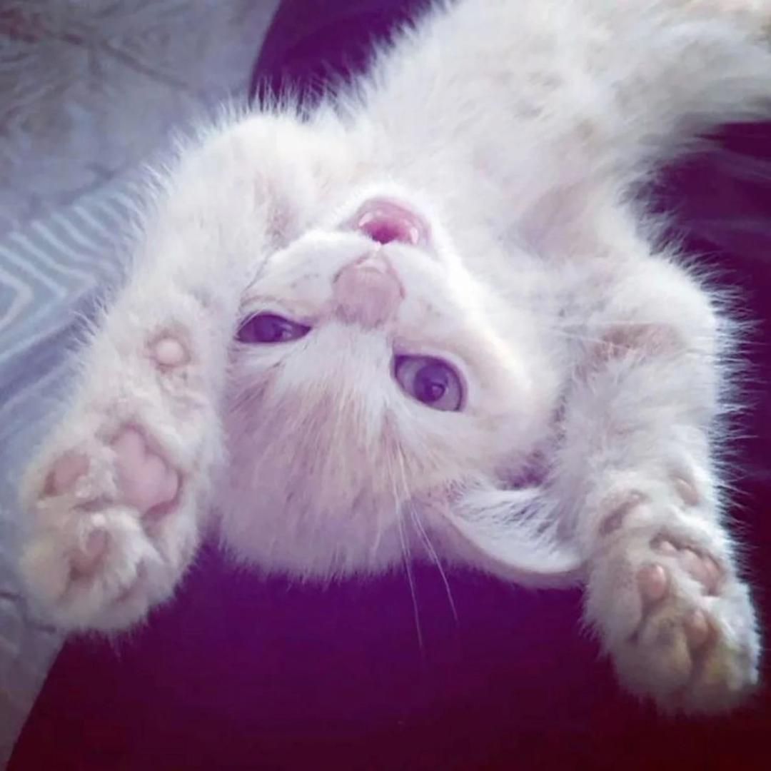 马铃薯猫