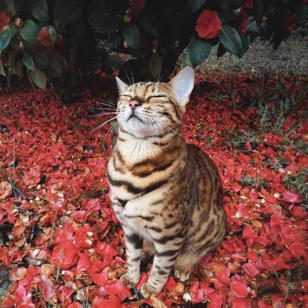 雨夜火锅杀手