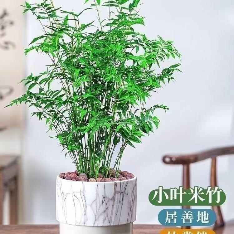 辉煌花艺