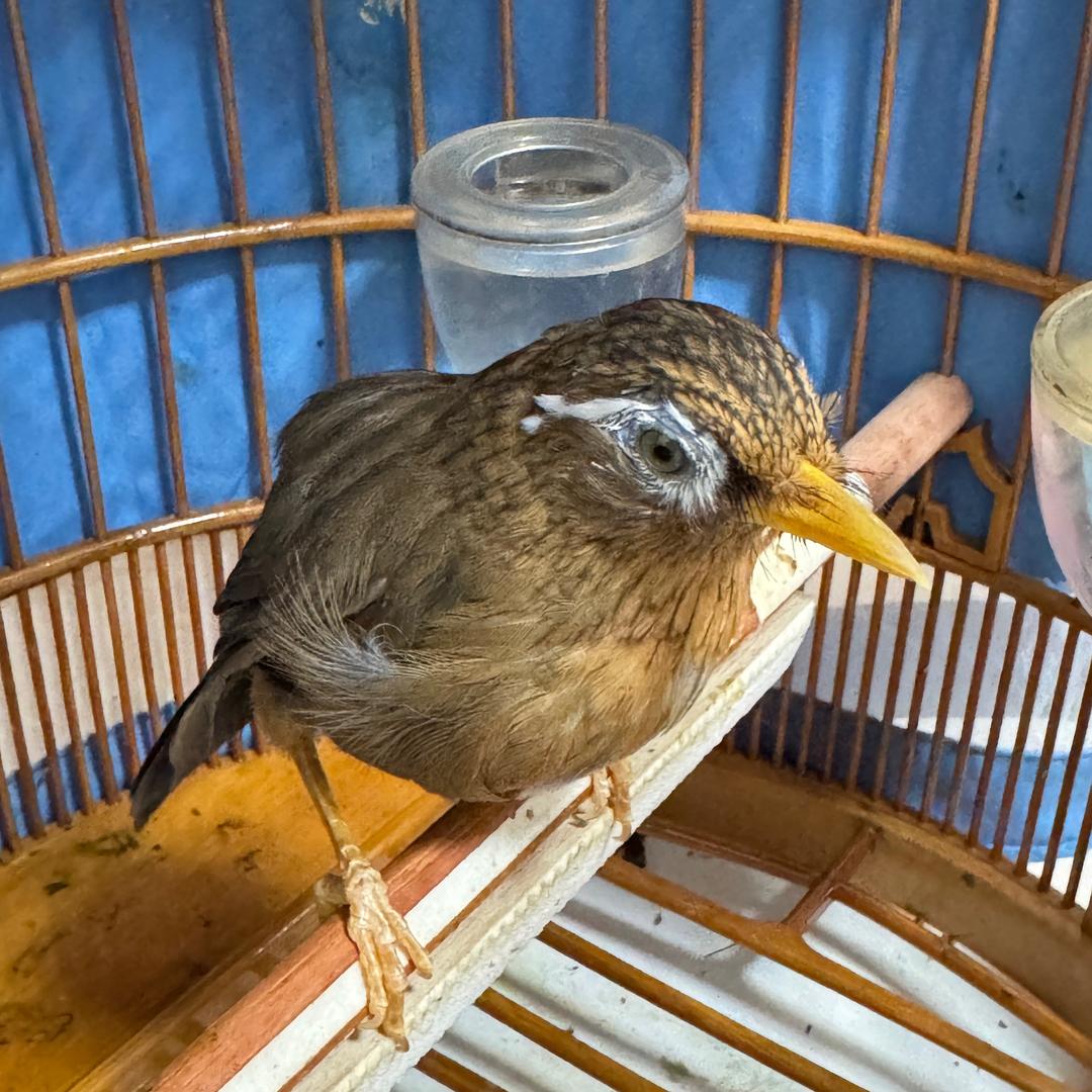 学仔鸟食宠物之家
