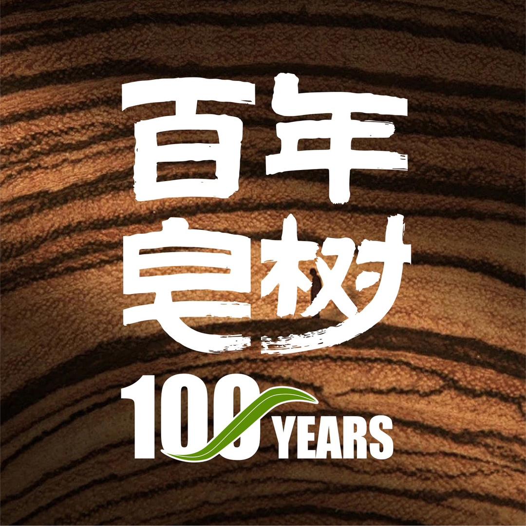 百年皂树