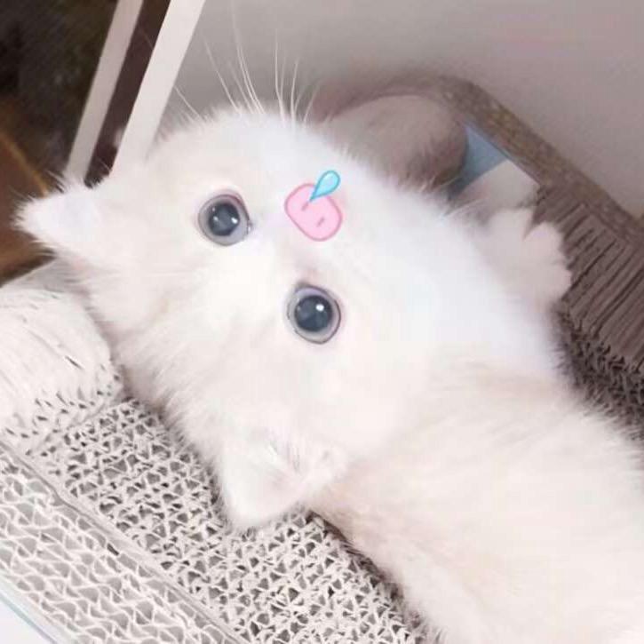 泡泡糖