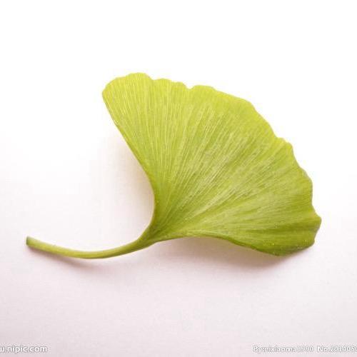 🍀🍃叶子🍃🍀