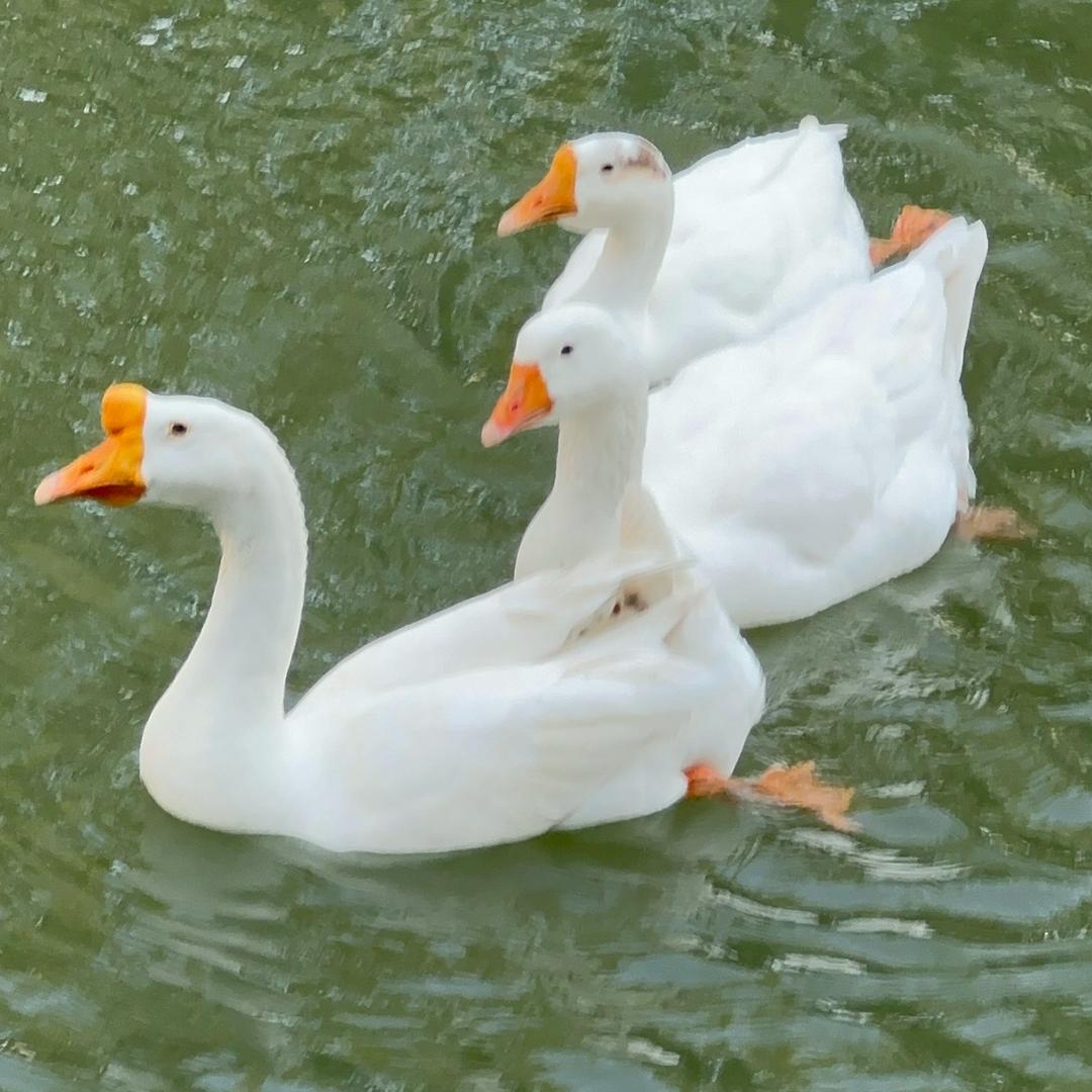 三棵树招商-鹅部长