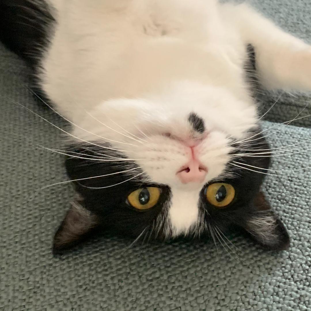 肥妞是只猪