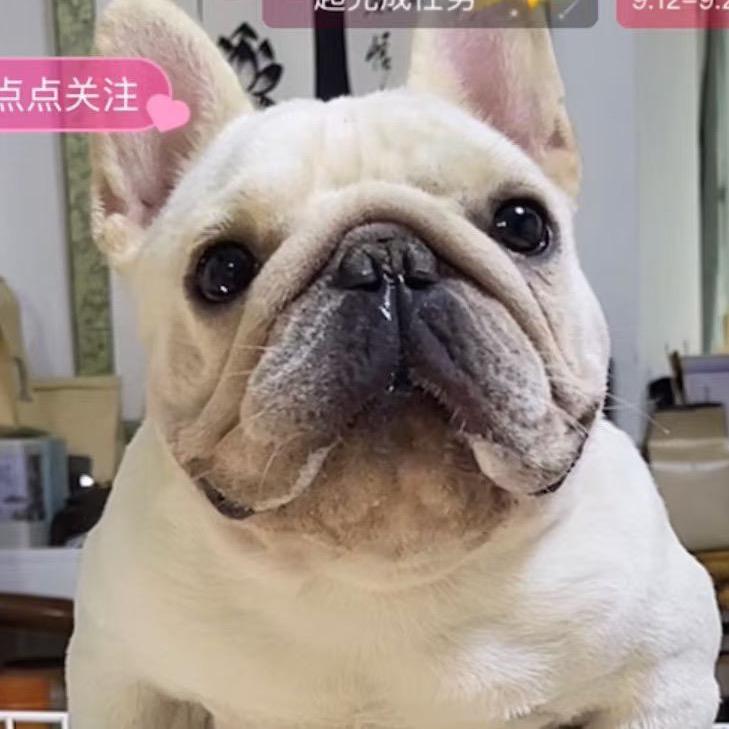 魔斗犬舍V2