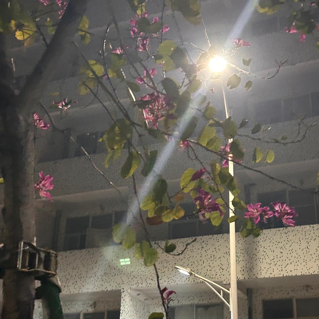 飞扬🎤