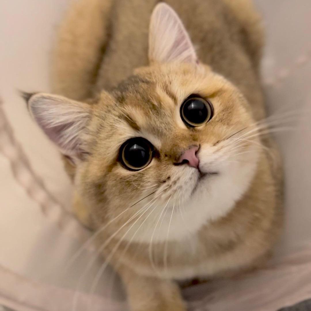 养猫人小施
