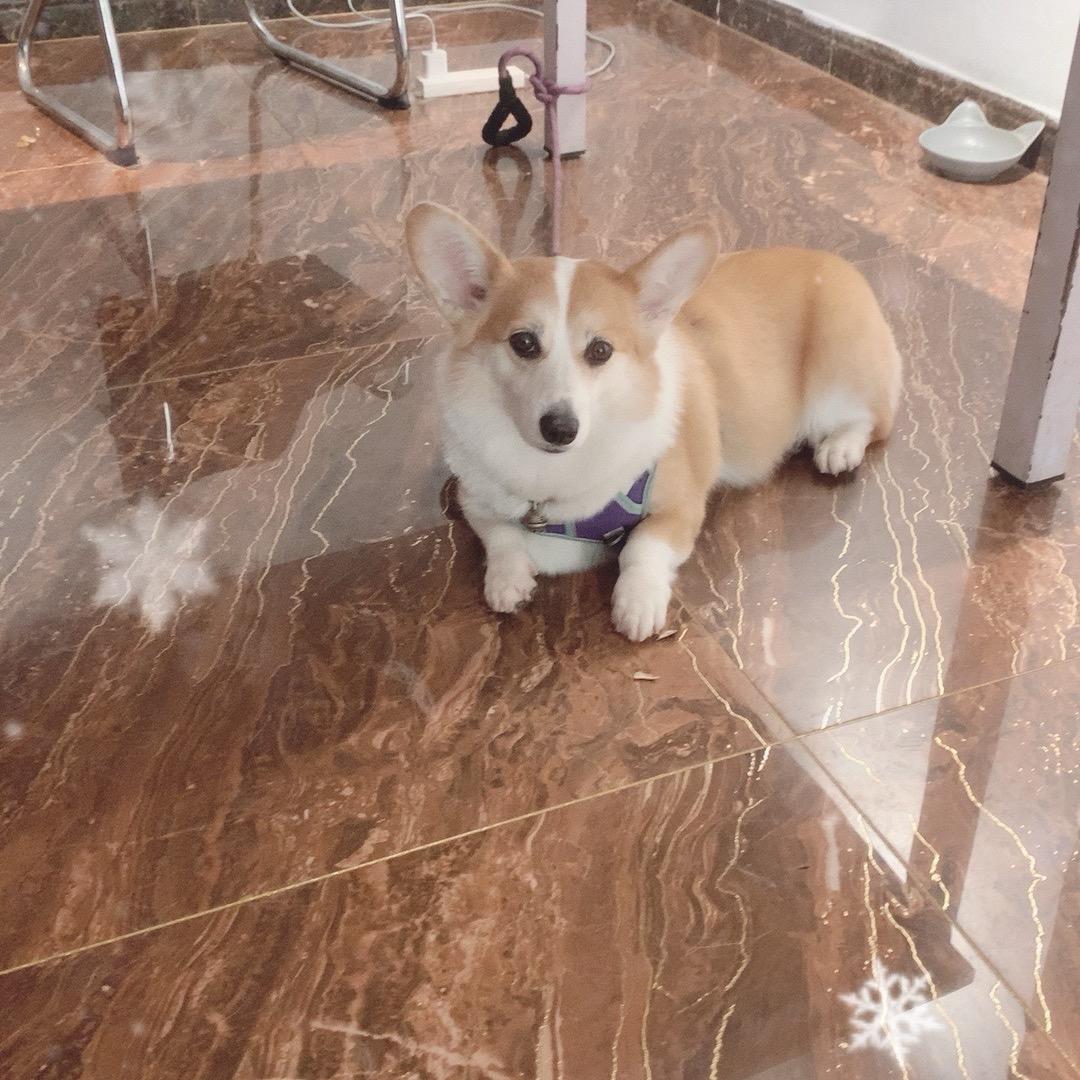 我的柯基会磕瓜子