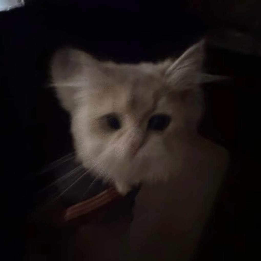 小jo