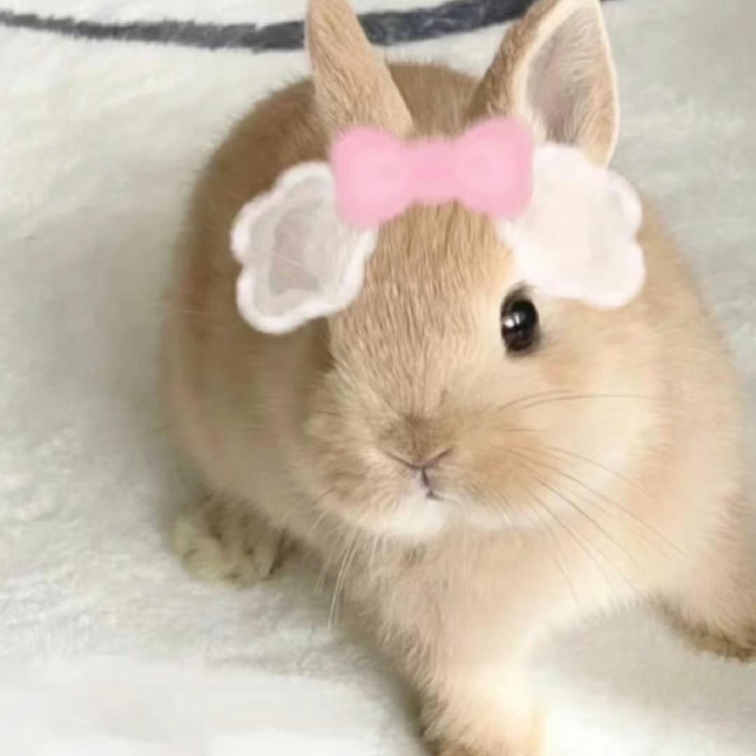 kK朱
