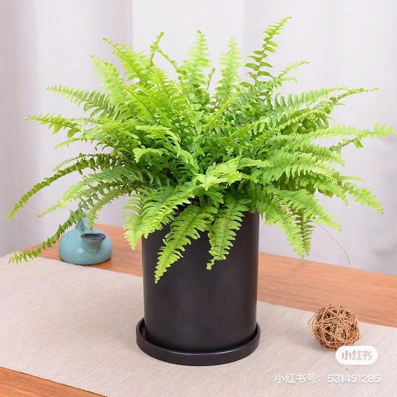 蕨语花卉绿植