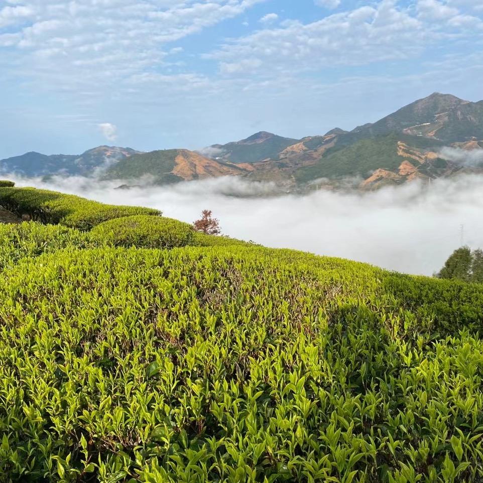 潮方向茶厂刘宝新
