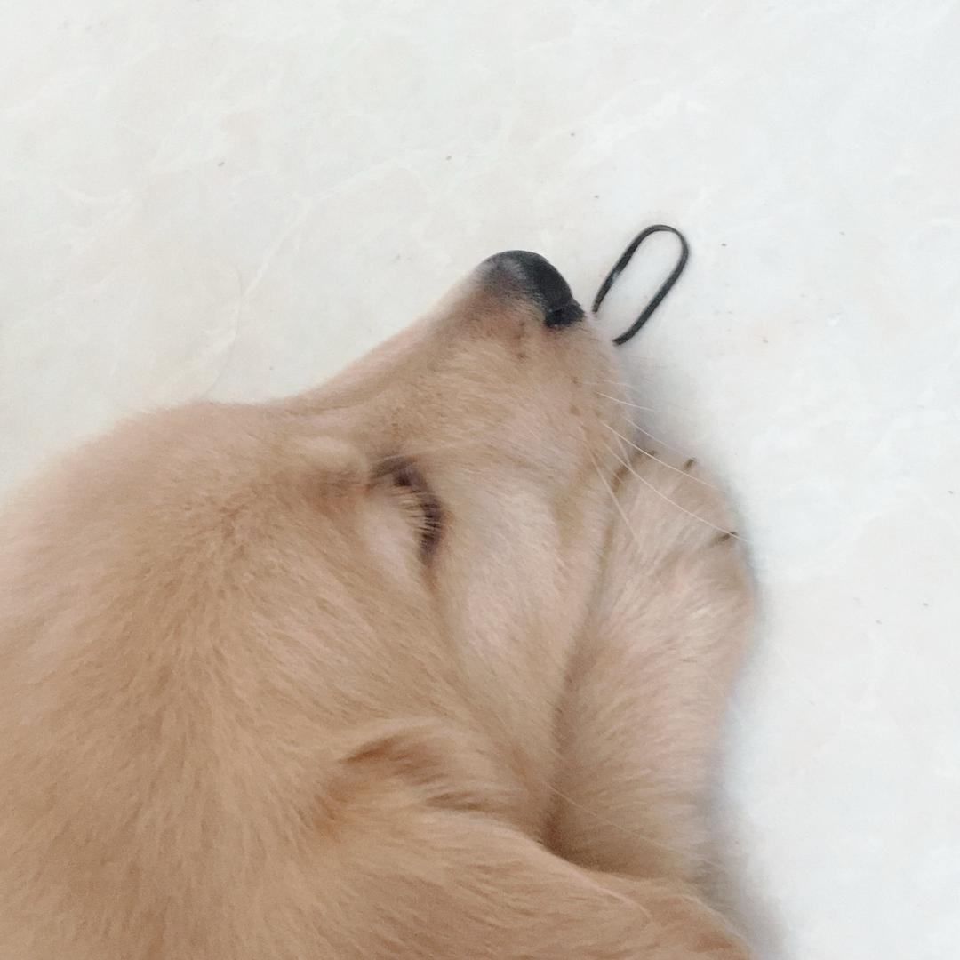 皎子（高月皎）