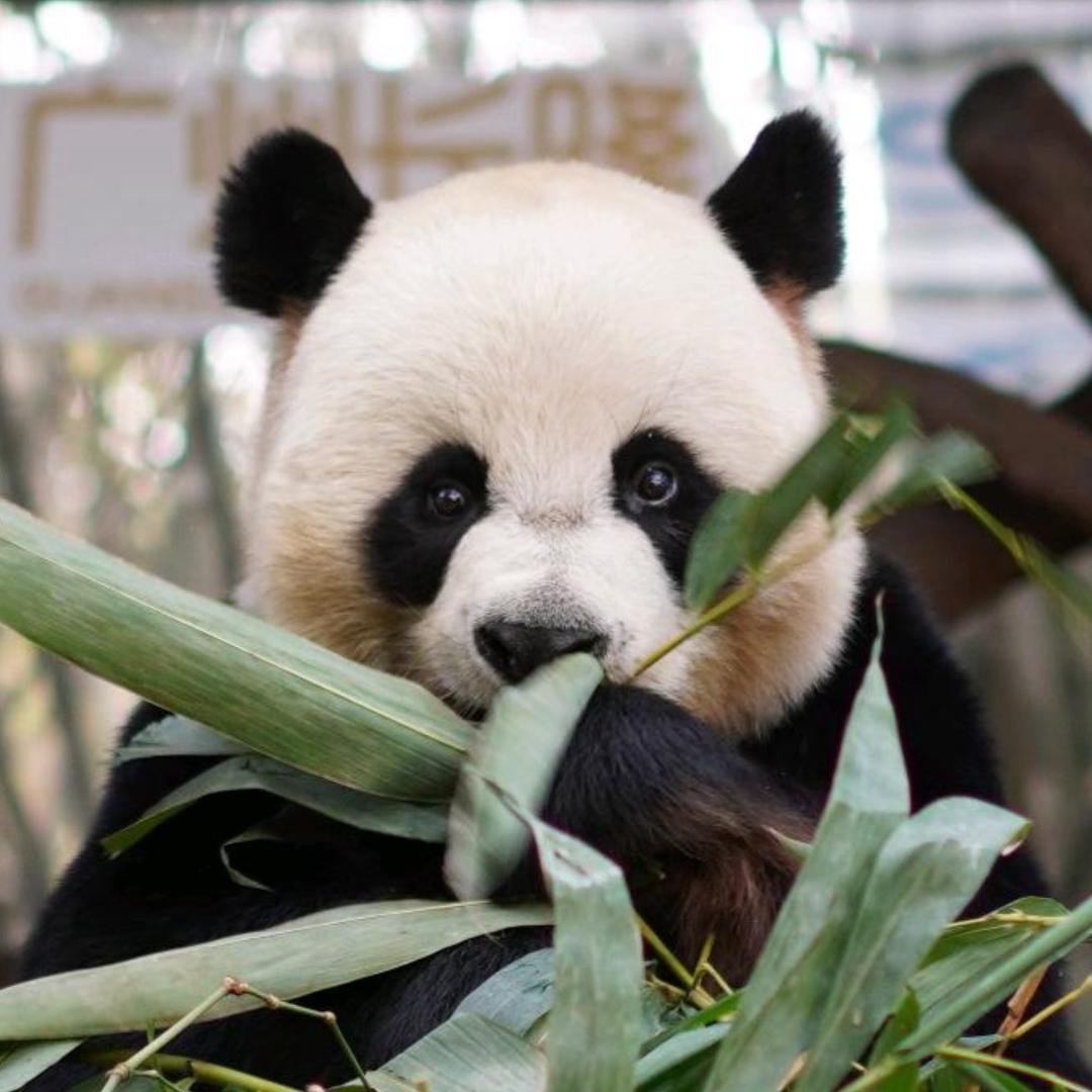 ᥫᩣ 熊猫🐼
