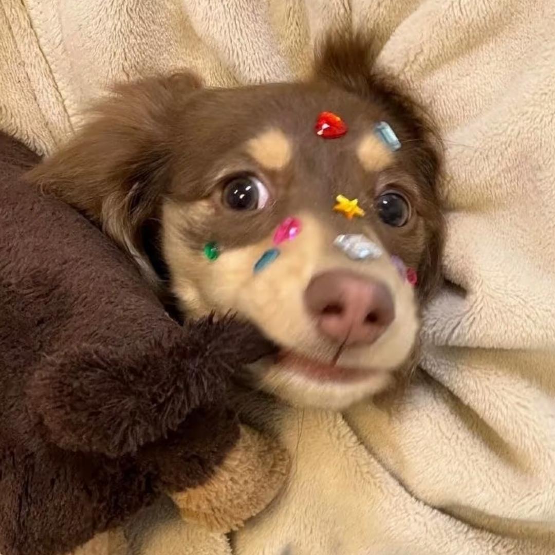 屑屑妮