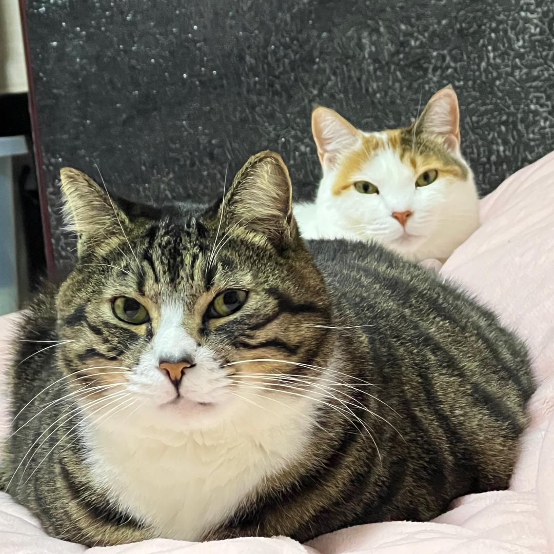 南瓜排骨汤🐱