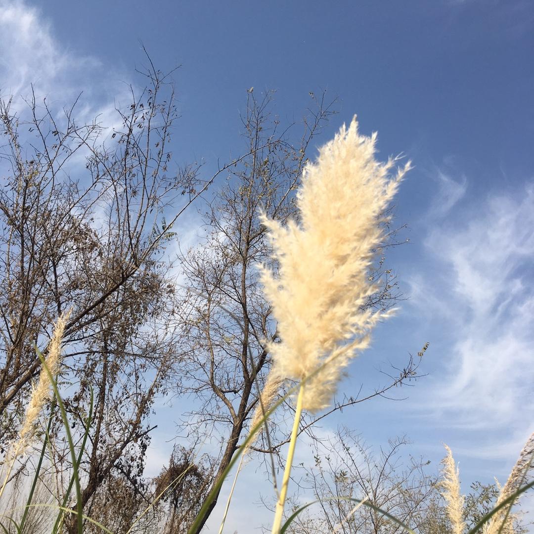 渲清