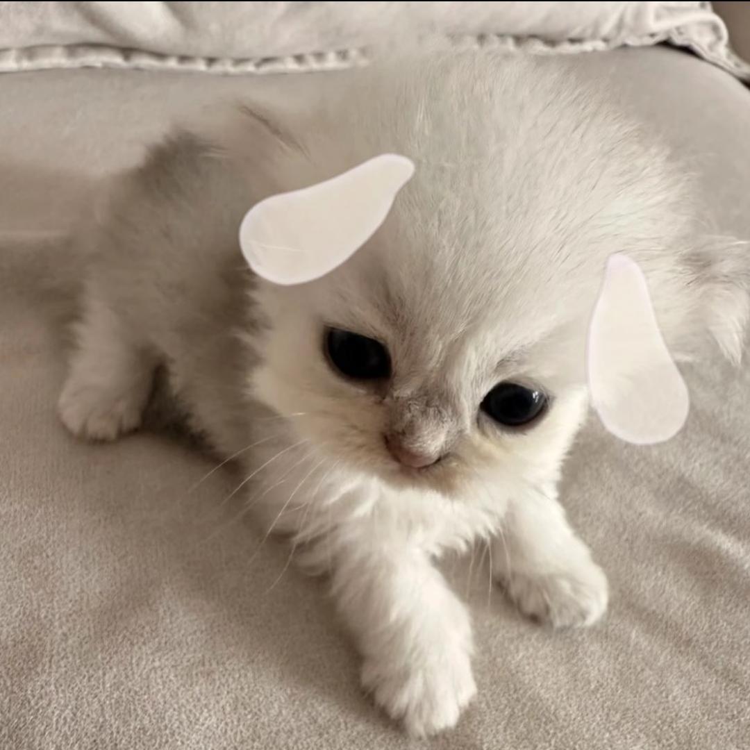胡子喵