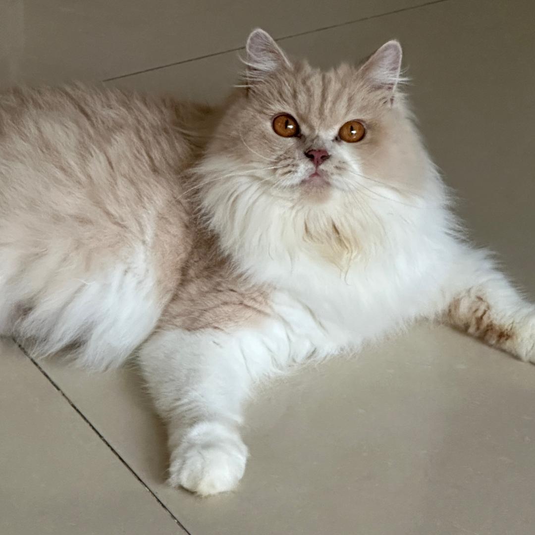 猪咪家庭日记！