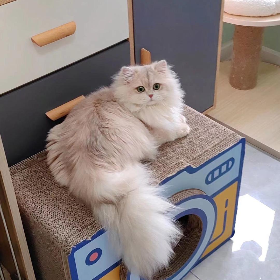 A猫小胖