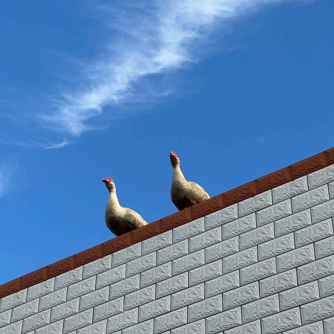 她说.