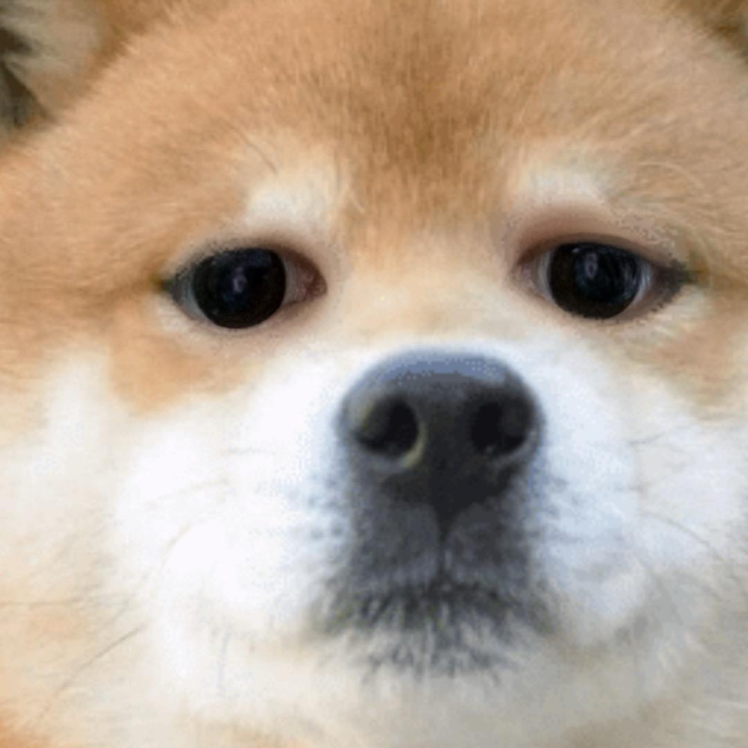 狗头