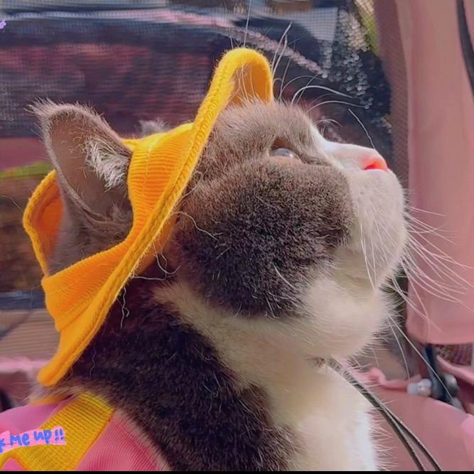 猫女队长（养猫分享版）