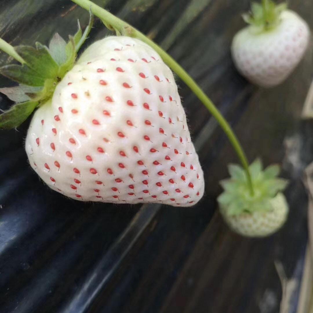 @新农人钢蹦他爹🍓🍐🍇🌽🍒🥒