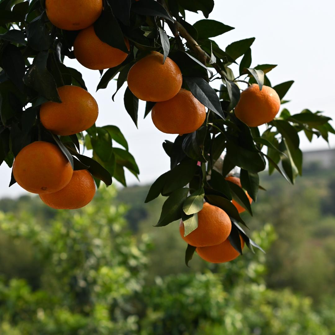 敬天爱人 座成兄