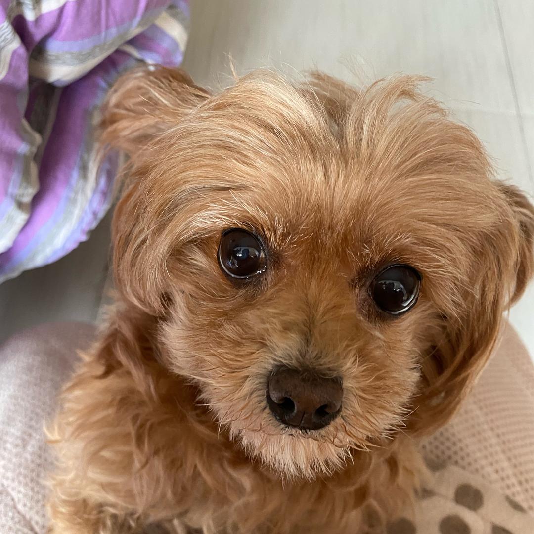 长生长乐大将军