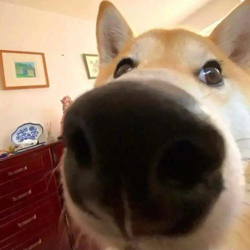 冰美式头像