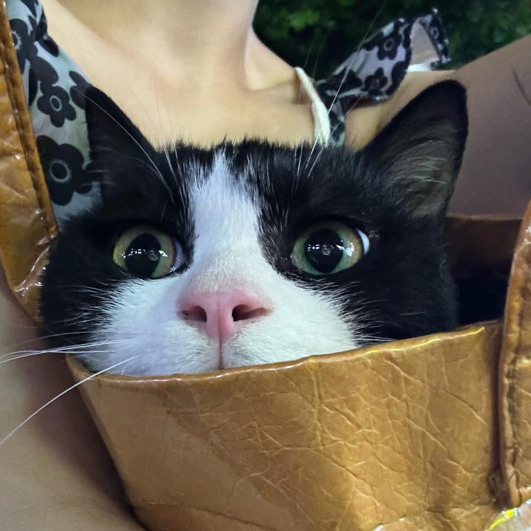 淡定猫