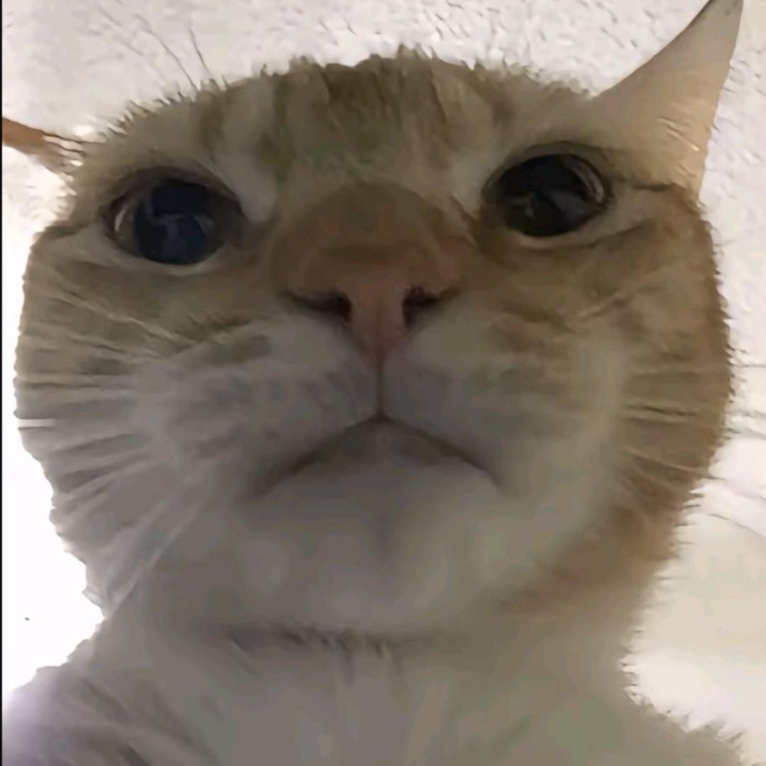 耗子