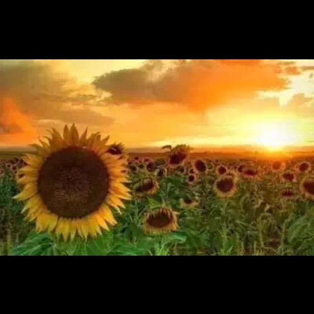 久香🎻🧚🏿‍♀️