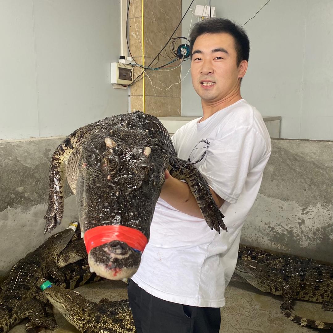 志哥鳄鱼养殖（买鳄鱼私信）