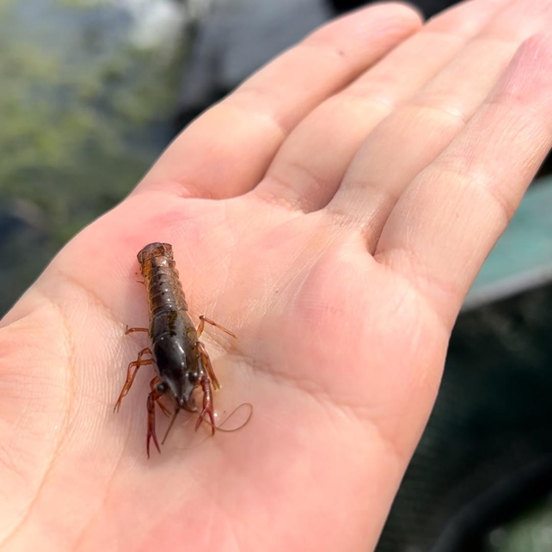 水乡老爸捕鱼@抖音