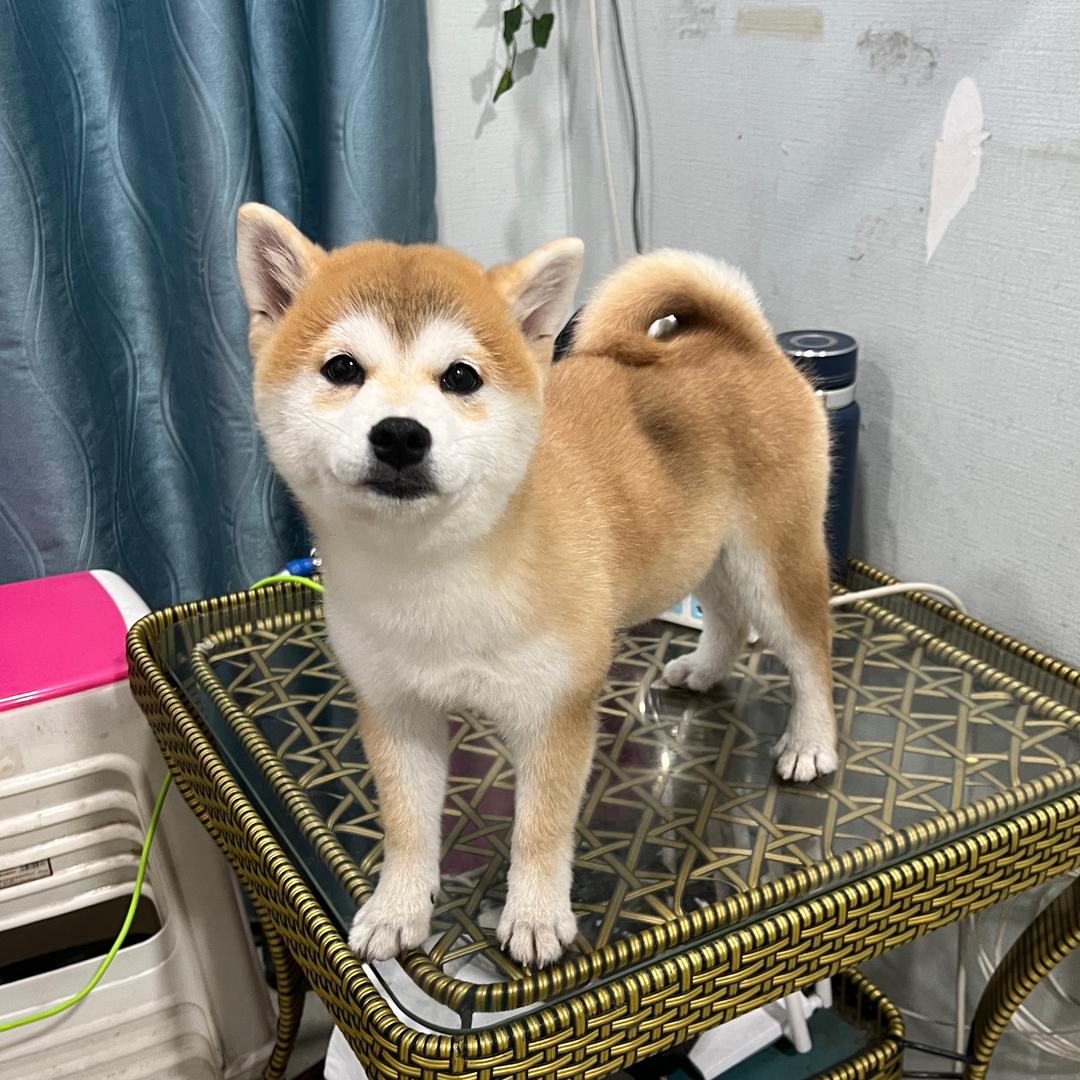 低调胡子