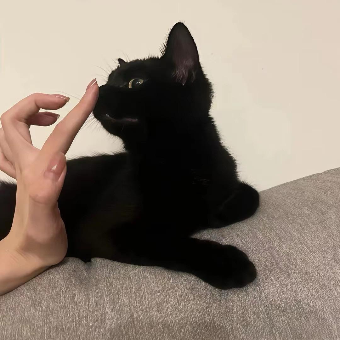 柒子🍸