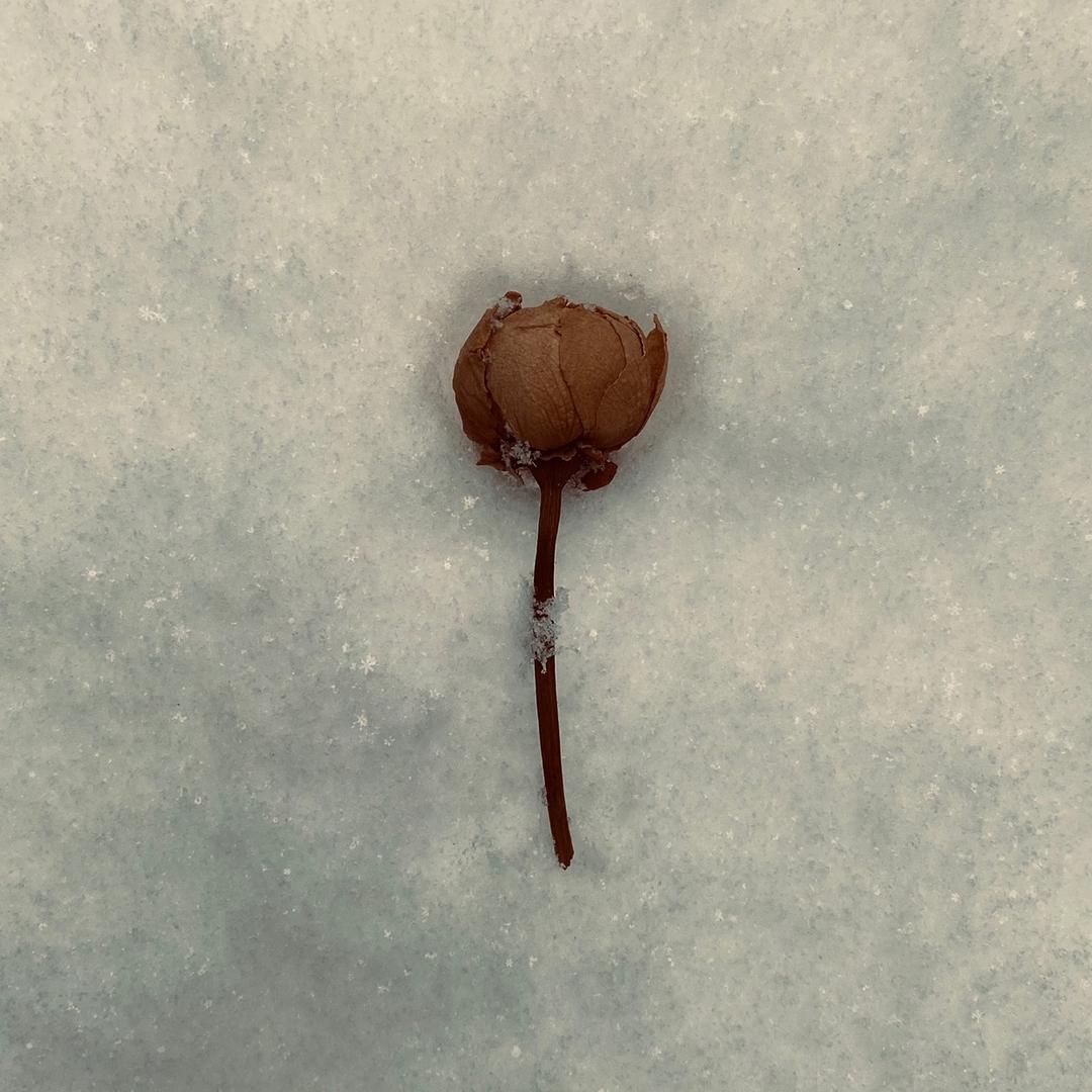 今不在头像