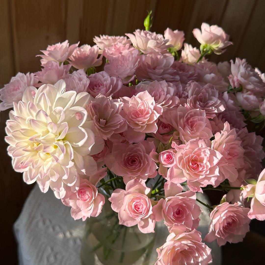 花笙鲜花💐（批发）