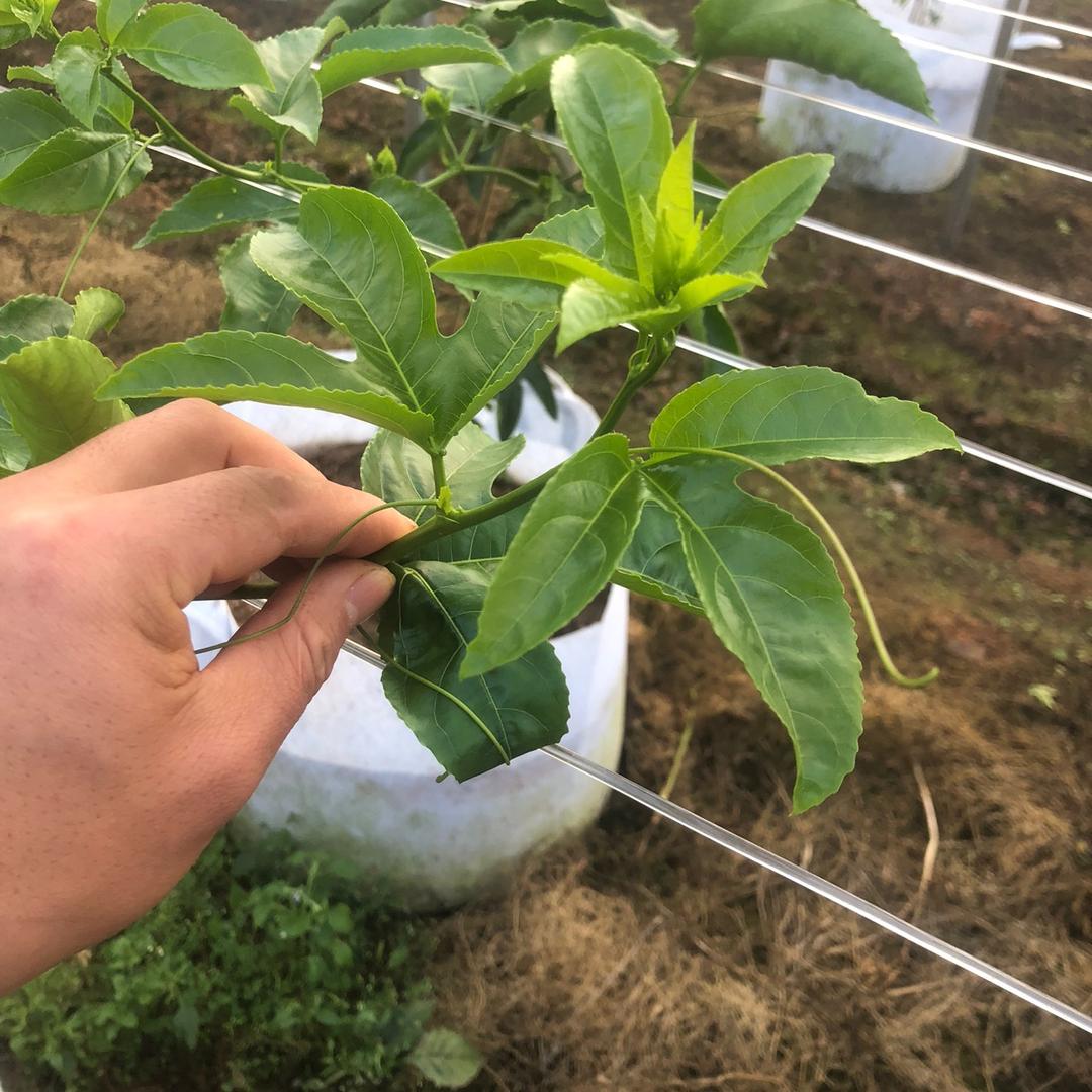 双龙百香果