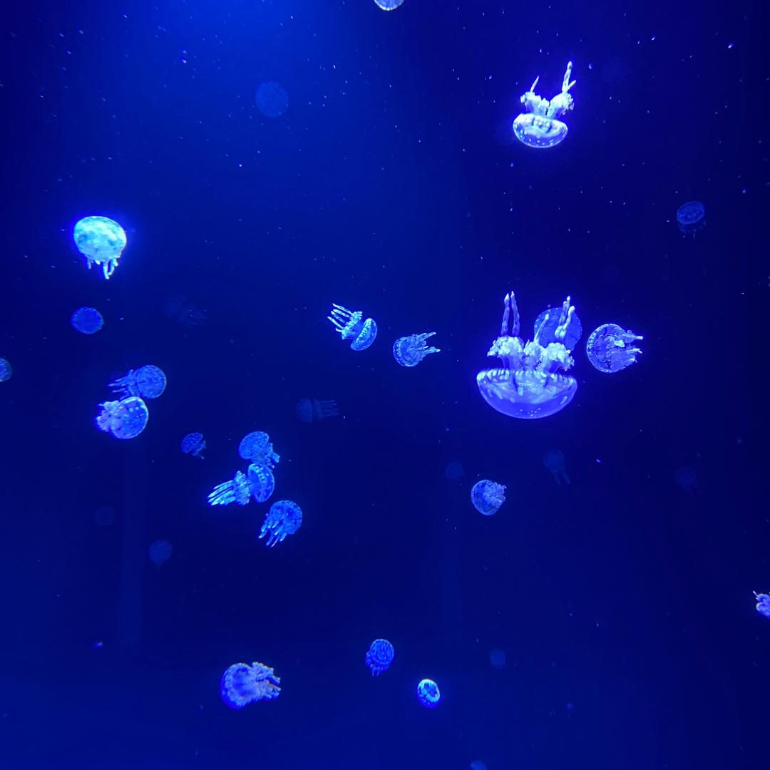 酸奶一丢丢